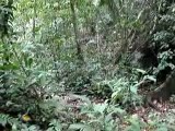 sanatos island shanshara sanahua jungle sound 1