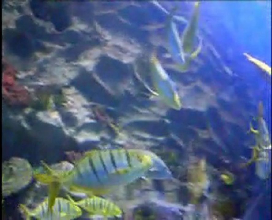 akvaryum