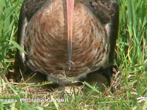 Projet de pôle du Marais poitevin à St-Denis-du-Payré (85)