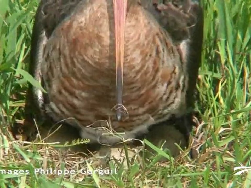 Projet de pôle du Marais poitevin à St-Denis-du-Payré (85)