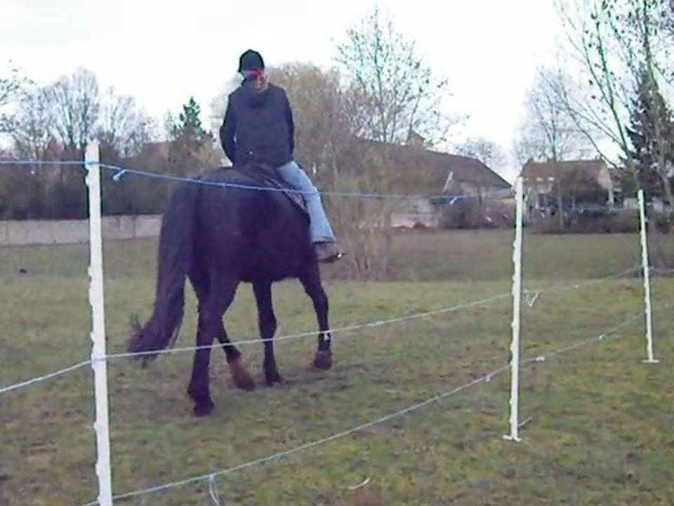 1ers trot monté Tango pb de direction