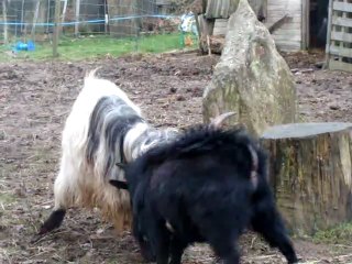 bouc des fossés vs bouc nain