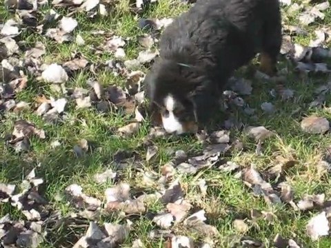 Portée décembre 2010 Domyodji x Ebichu - FUN WAY 8 semaines