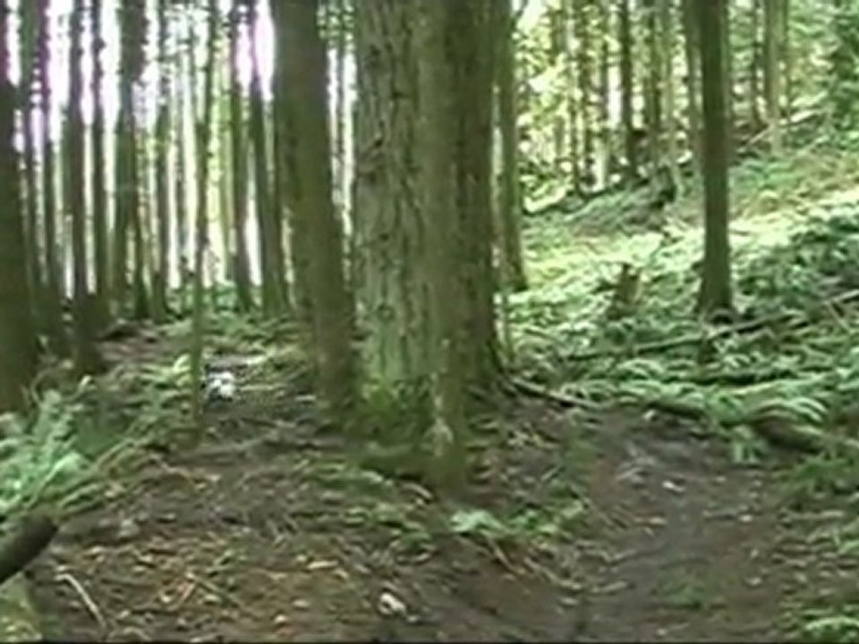 Woodlot