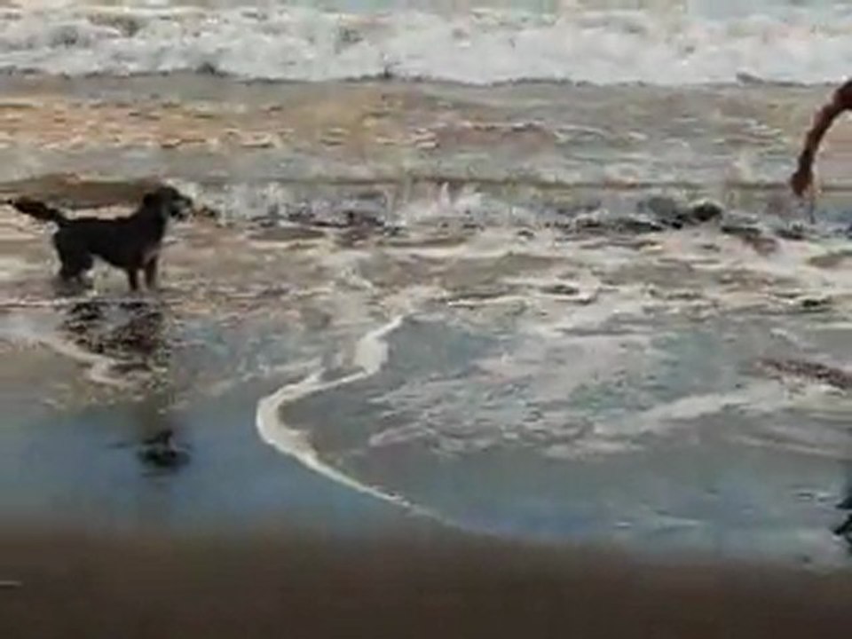 Zion dans les vagues