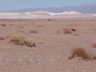 Course poursuite entre un chien et un renard