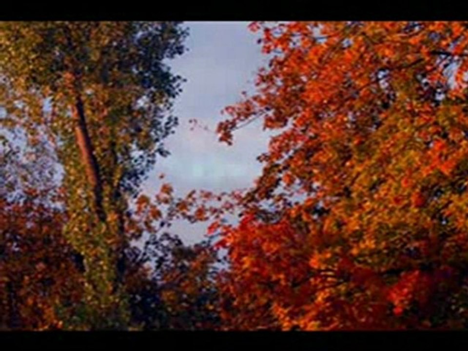 Jarzębina Czerwona_mpeg1video_x264