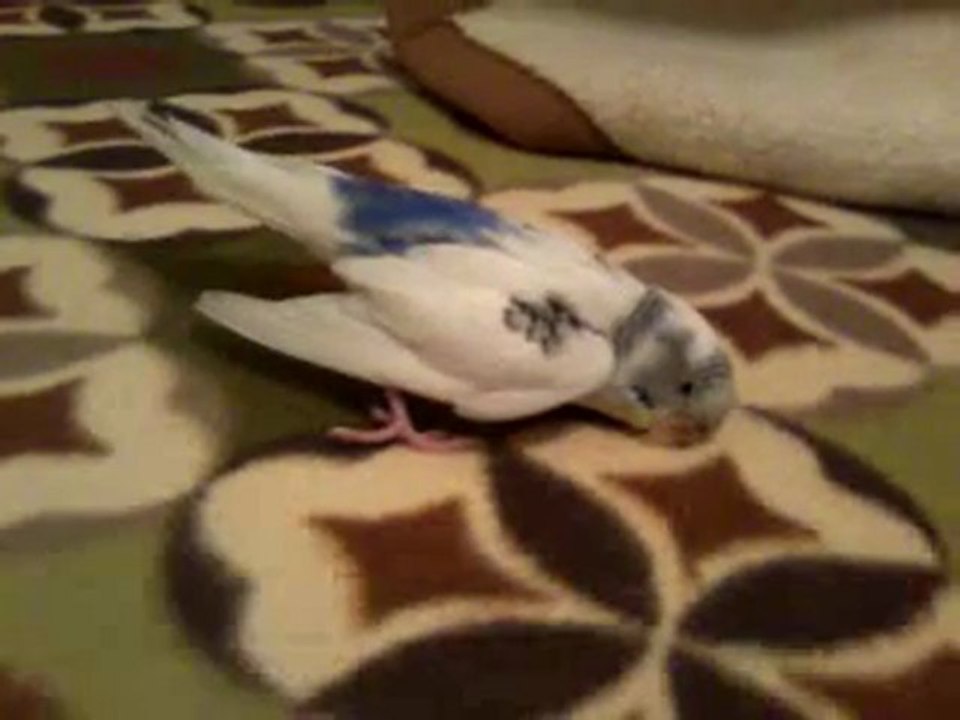Video0002