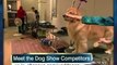 Scottish Deerhound Crowned Westminster Champ