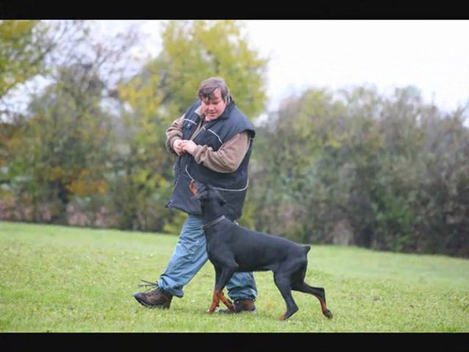 Entrainement d'obéissance au club de sallaumine