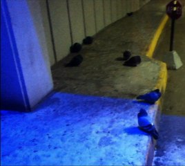 Incredible Rescue: Pigeon Treated with Morphine Finds New Hope 🕊️