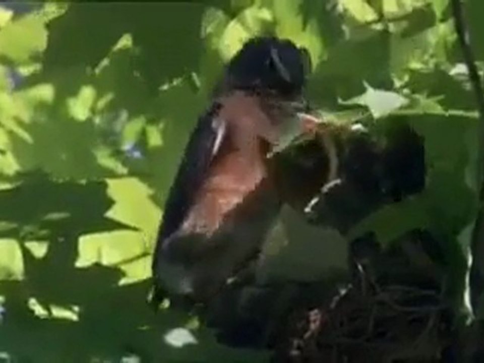 17 Yıl Yeryüzünü Çıkmayı Bekleyen Ağustos Böcekleri