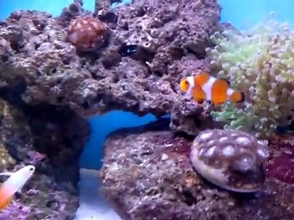 nano deniz akvaryumu