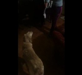 Köpegine söz geçiremeyen aptal sarışın