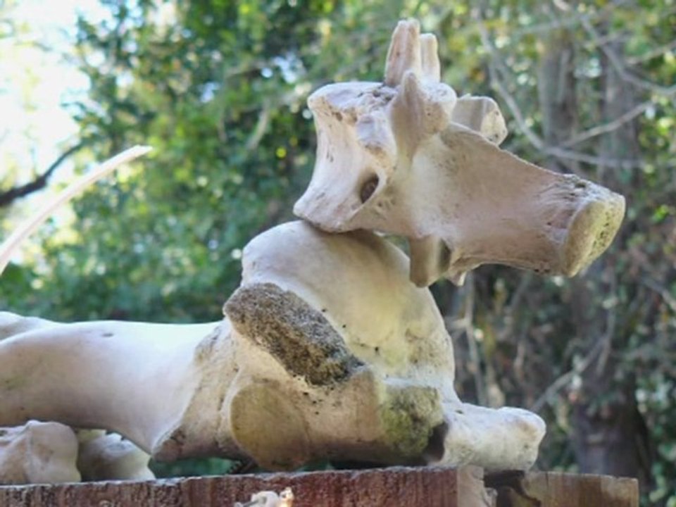 Texaner macht Häuser aus Müll salonfähig