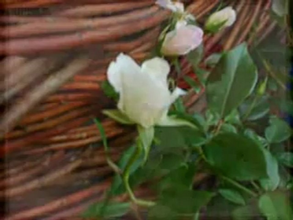 Tysiąc Róż_mpeg1video_x264