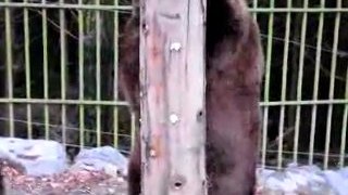 Bären im Wildgehege Hellenthal