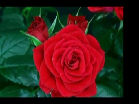 Abdullah-ı Ensari (r.a)-İnsan Eşrefi Mahlûkat