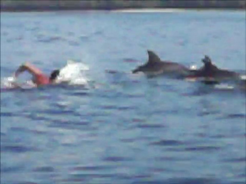 delfini