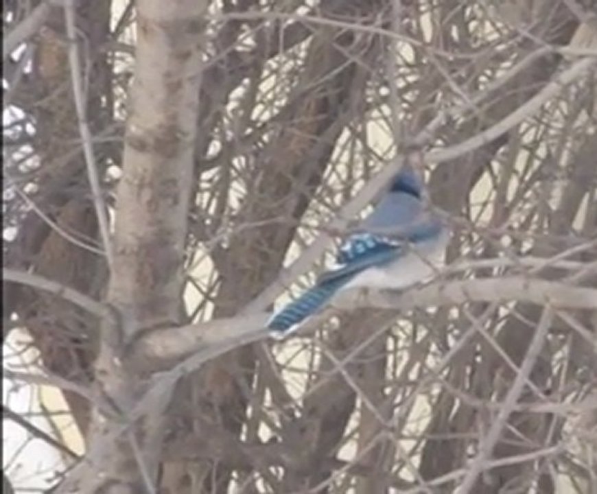 Chants du geai-bleu