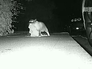 insolite:un chat kleptomane à volé 600 objets