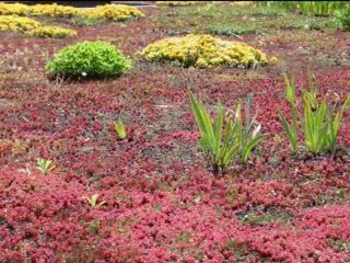 La toiture-terrasse végétalisée (TTV), une solution en faveur de l'environnement