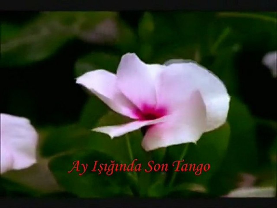 Herşey Seninle Güzel