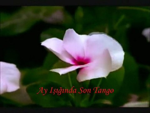 Herşey Seninle Güzel