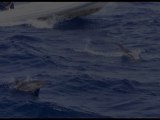 à la poursuite des dauphins, Marsa Alam, Mer Rouge