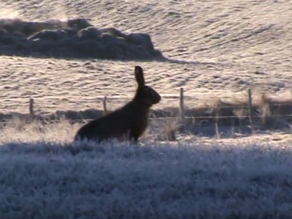 lievre en janvier