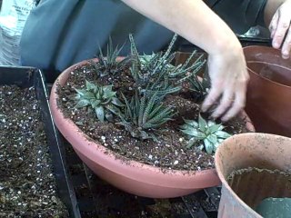 Planting Succulent Combination Indoors