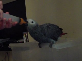 yaco comiendo potito