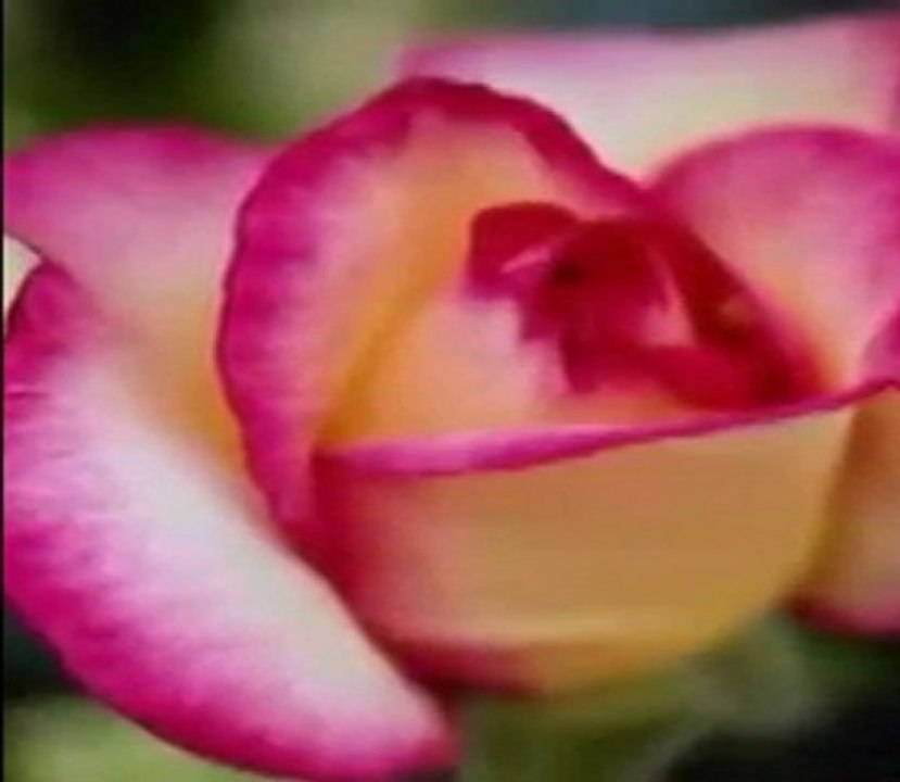 Neden Ayri Ayriyiz___Fatos