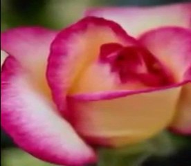 Neden Ayri Ayriyiz___Fatos