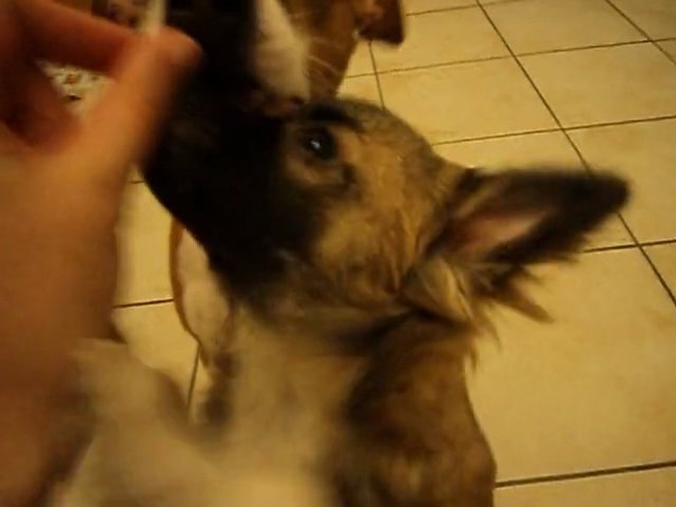 Fidji et Marley