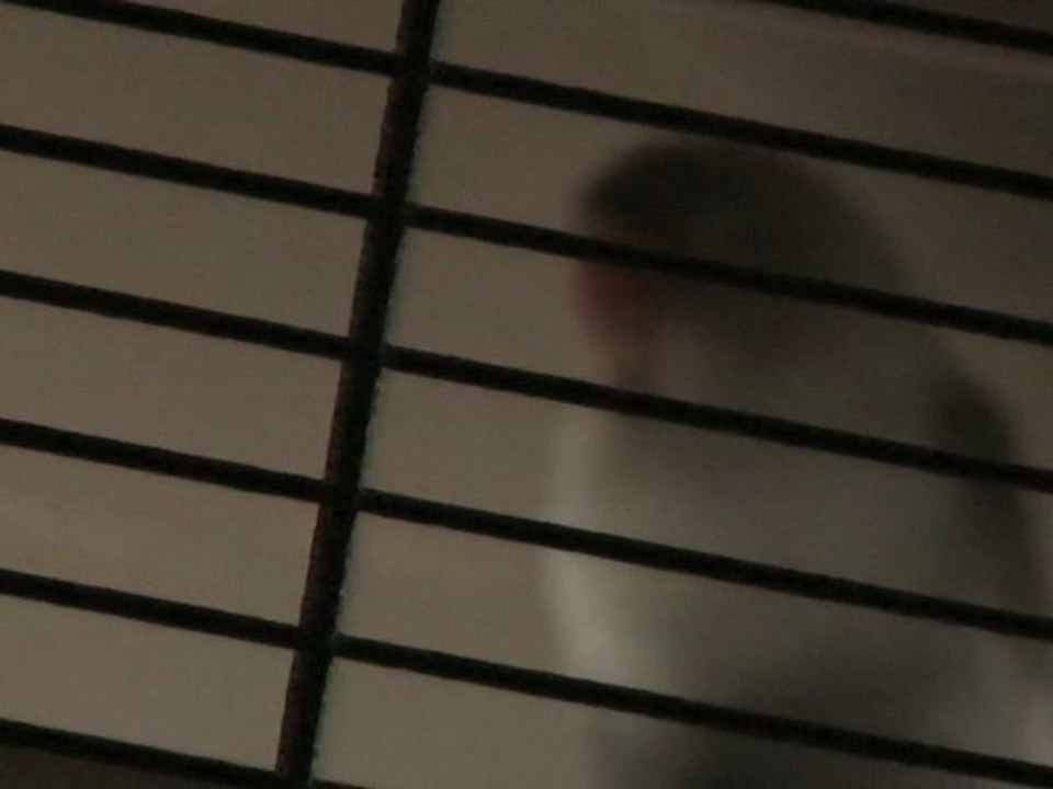 mon inséparable fait des bruit bizarres