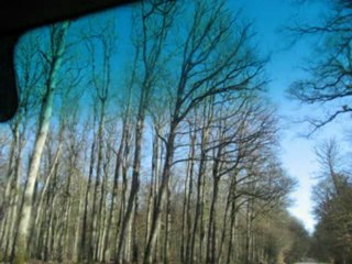 BRETAGNE, EN FORET OUBLIEE