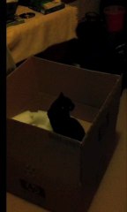 Little black cat loves Big brown box