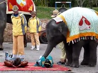 00031 Massage d'éléphant