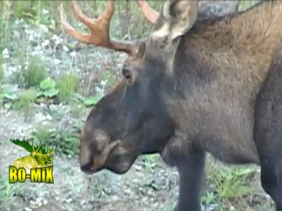 Bo-mix nouveau produit pour orignaux au resultat exeptionnel