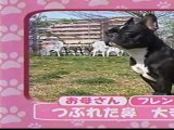 日本テレビ　志村どうぶつ園