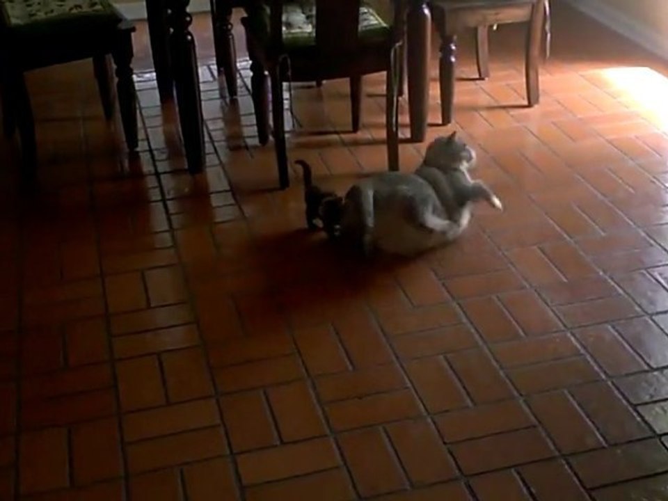 Cutest KITTY Ever!!!! Any Name Suggestions?