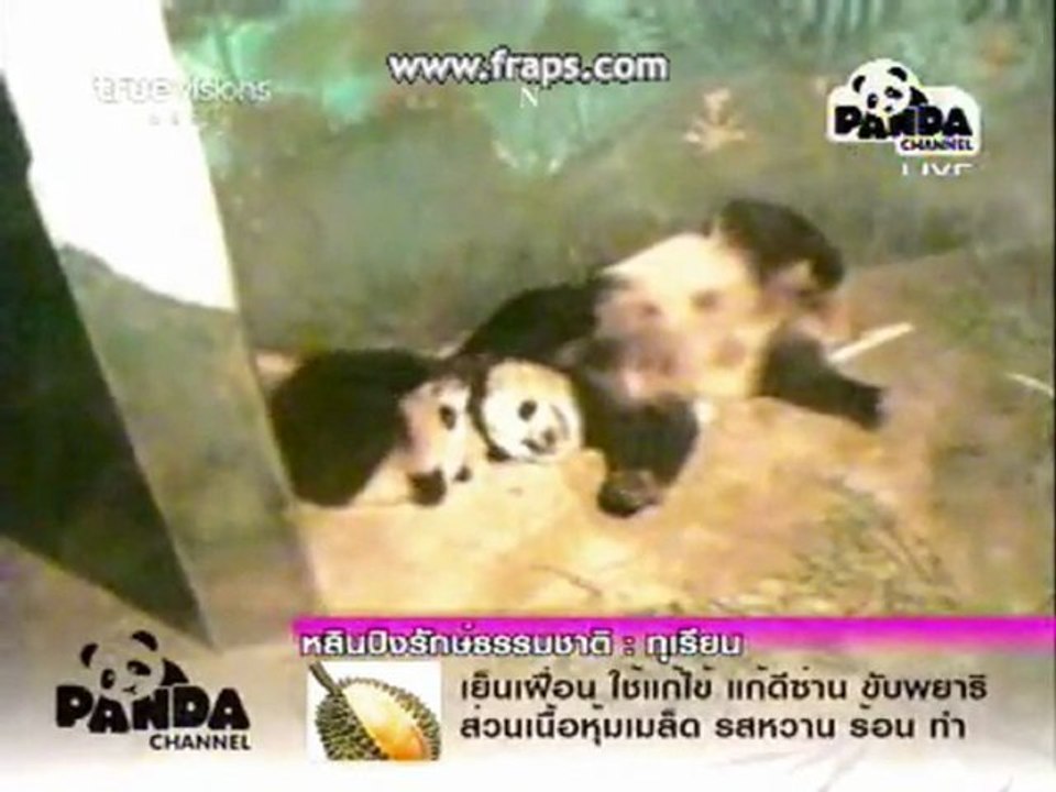 PANDA LinPing-Born Free[2]7.12.10