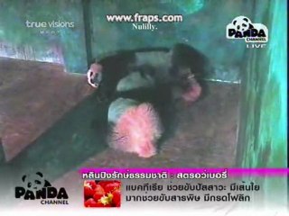 PANDA LinPing-Born Free[3]7.12.10