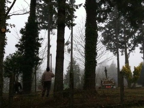 Coupe des sapins: Tracteurs, tracto et élévateur