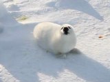 Piccola foca in cerca della mamma