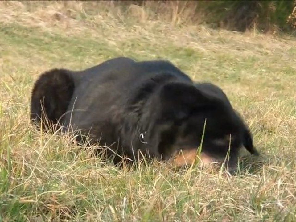 Rottweiler - Rhapsodie machouille balle