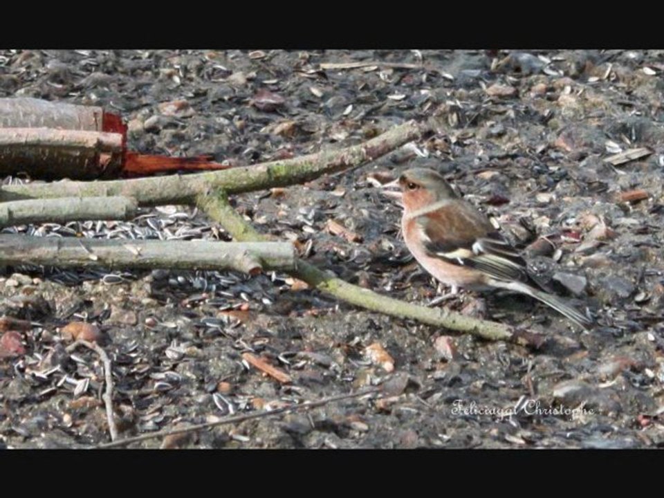 Quelques instant avec les petits oiseaux