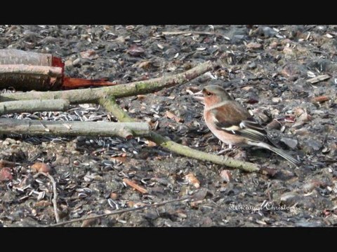 Quelques instant avec les petits oiseaux