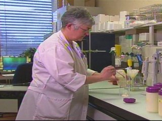 Too much soya in cow’s milk